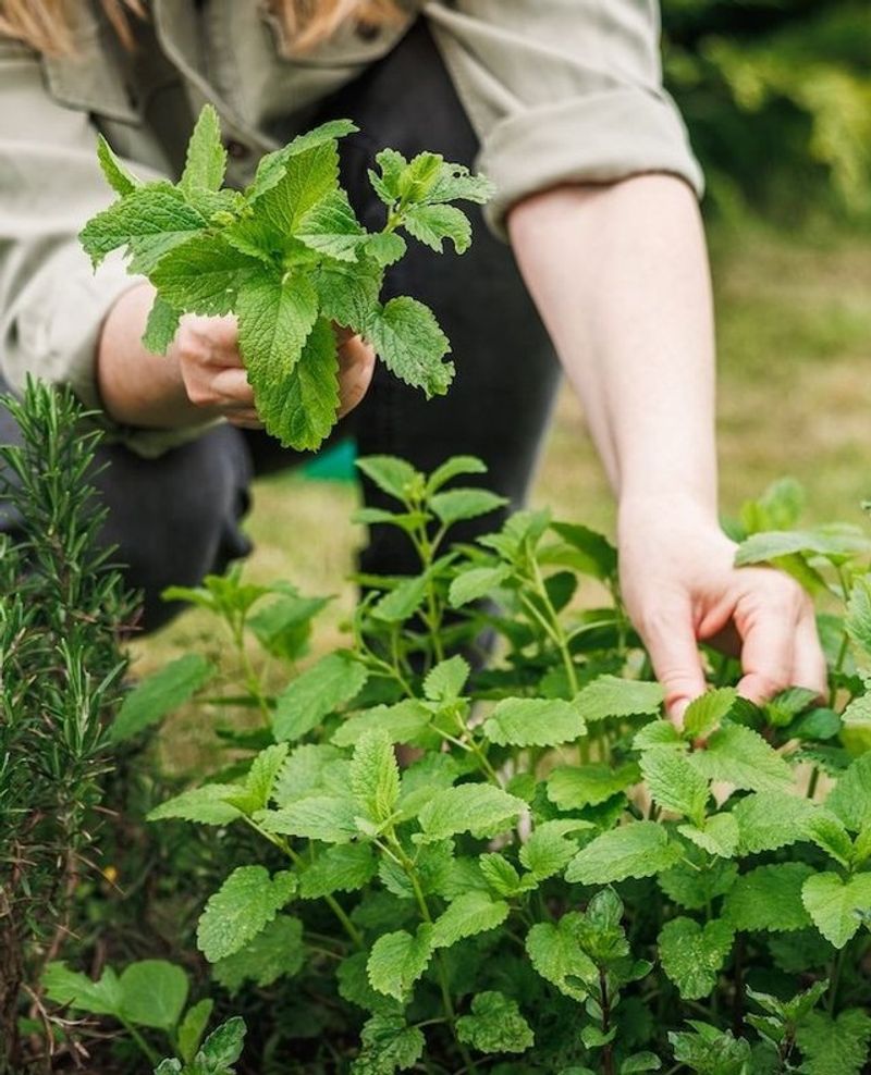 Pull Spent Plants And Start Heat-Friendly Herbs