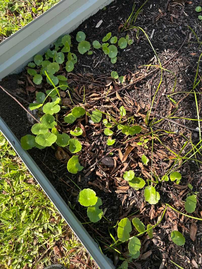 Pull Tiny Weeds Before Their Roots Settle In Pull Tiny Weeds Before Their Roots Settle In