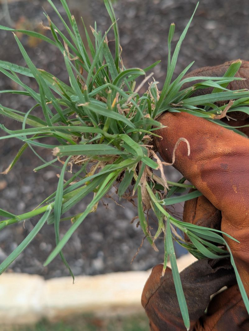 Pull Weeds At The Base Before They Trap Moisture And Compete