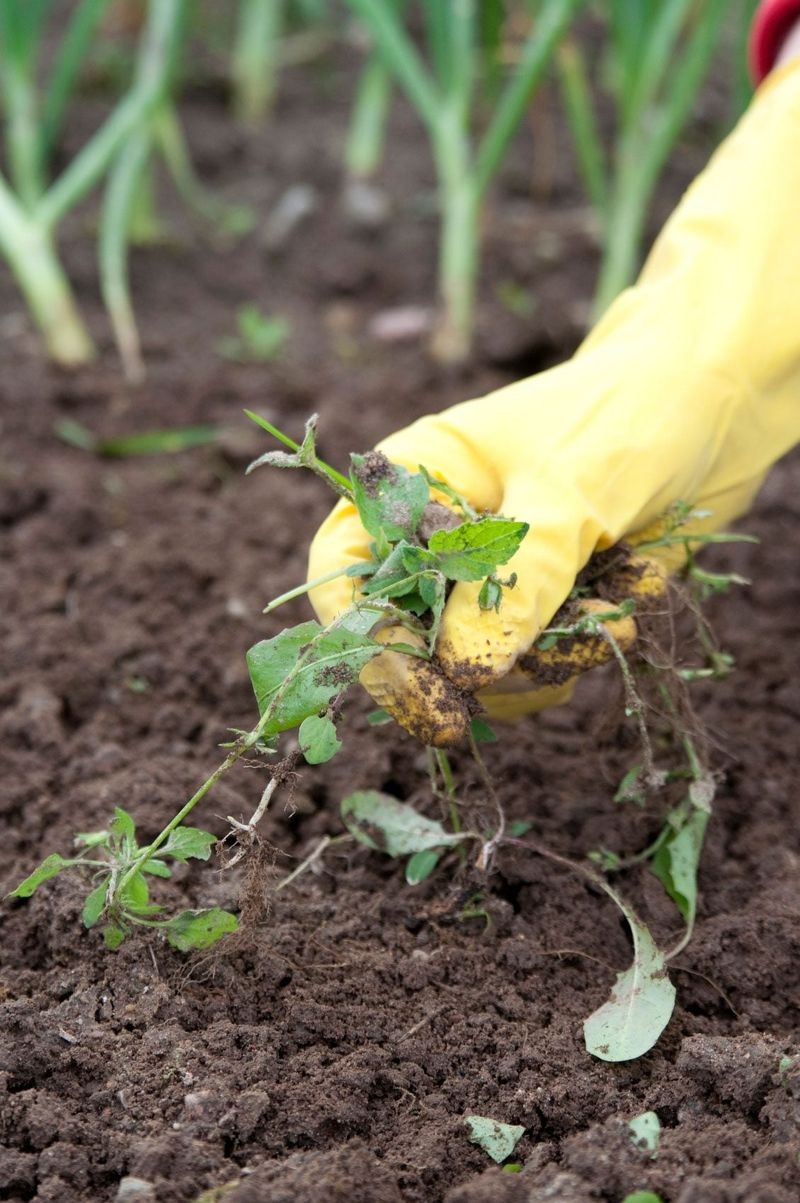 Pull Weeds Away From The Base