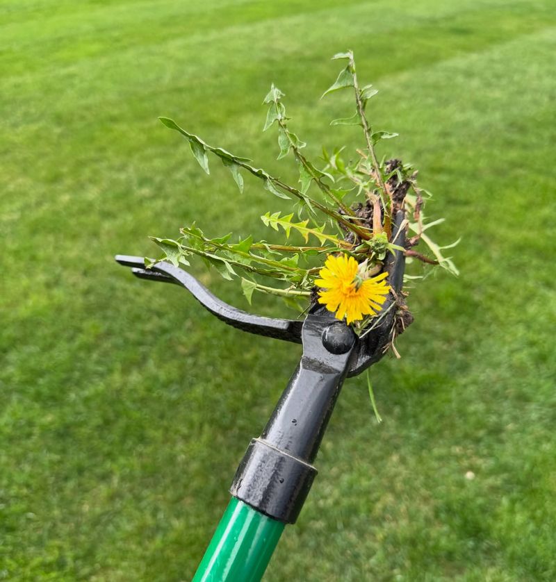 Pull Weeds Before They Steal Moisture Pull Weeds Before They Steal Moisture