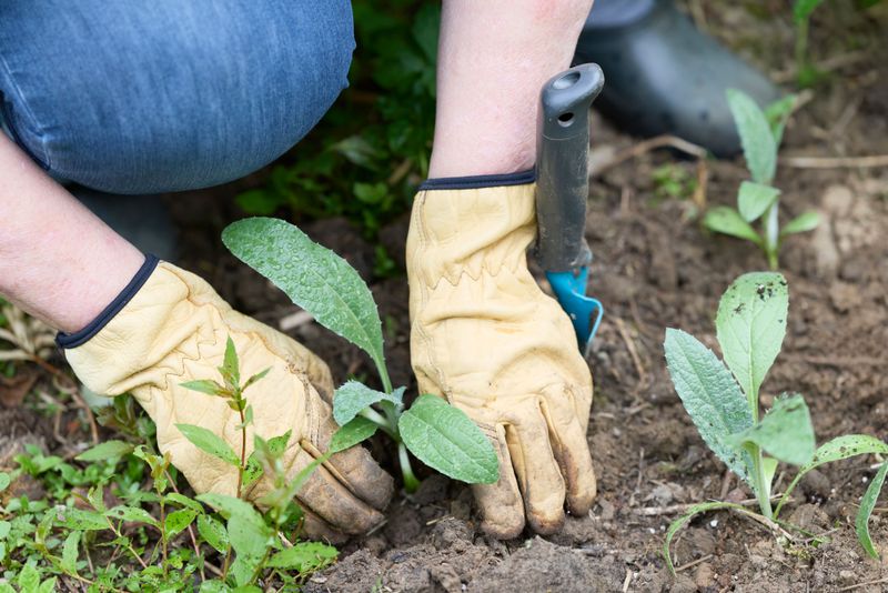 Pull Weeds Before They Steal More Moisture