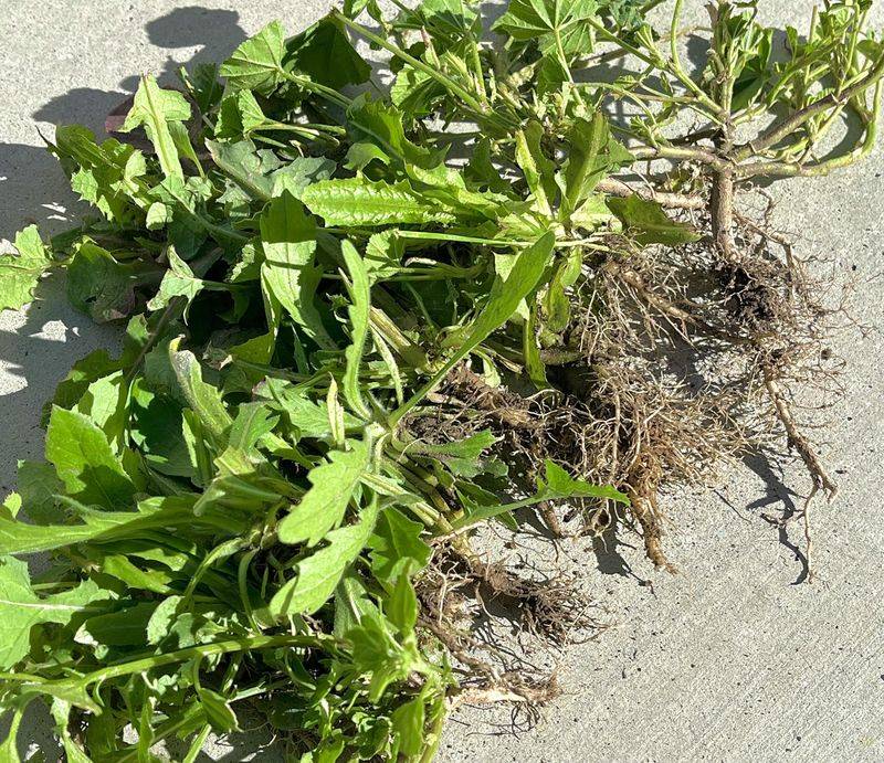 Pull Weeds Before They Steal Summer Water Pull Weeds Before They Steal Summer Water