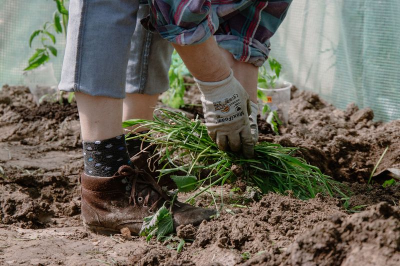 Pull Weeds Early So They Stop Competing For Water Pull Weeds Early So They Stop Competing For Water