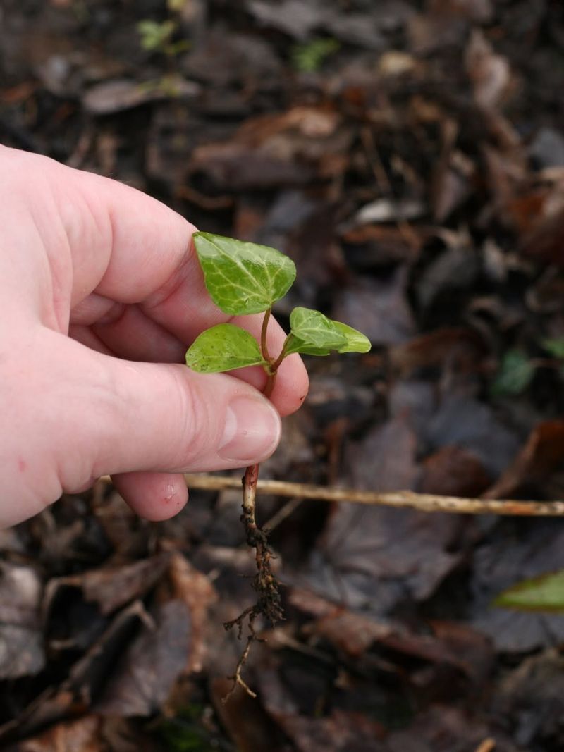 Pull Young Plants Early