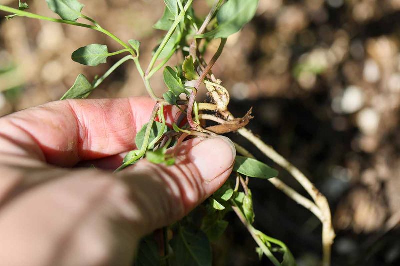 Pull Young Vines Before They Spread
