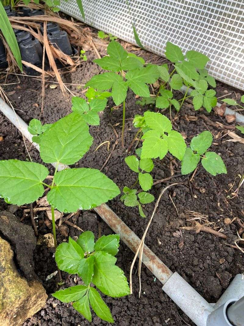 Pull Young Weeds After Rain Pull Young Weeds After Rain