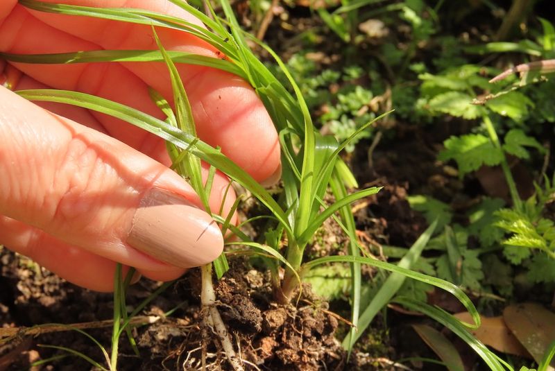 Pulling Leaves Often Leaves Tubers Behind