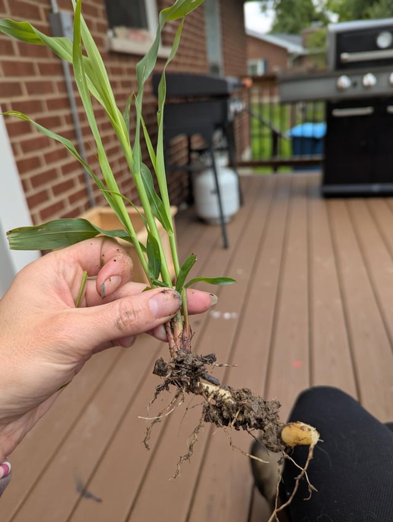 Pulling Perennial Weeds Too Shallow Pulling Perennial Weeds Too Shallow