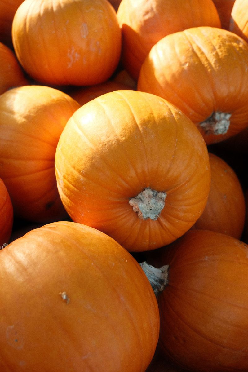 Pumpkin Pumpkin