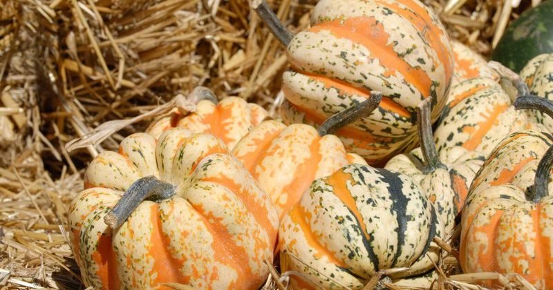 Pumpkins And Winter Squash