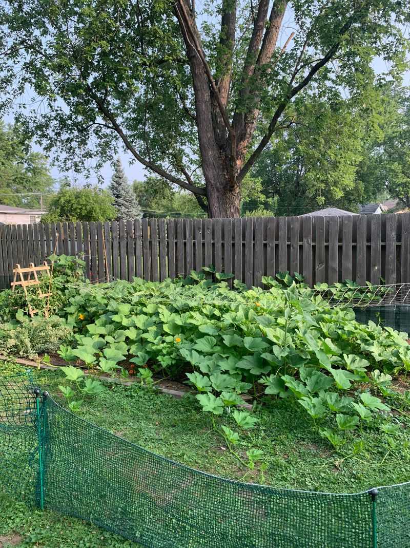 Pumpkins Work Best In Large Raised Beds