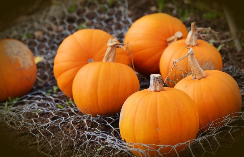Pumpkins
