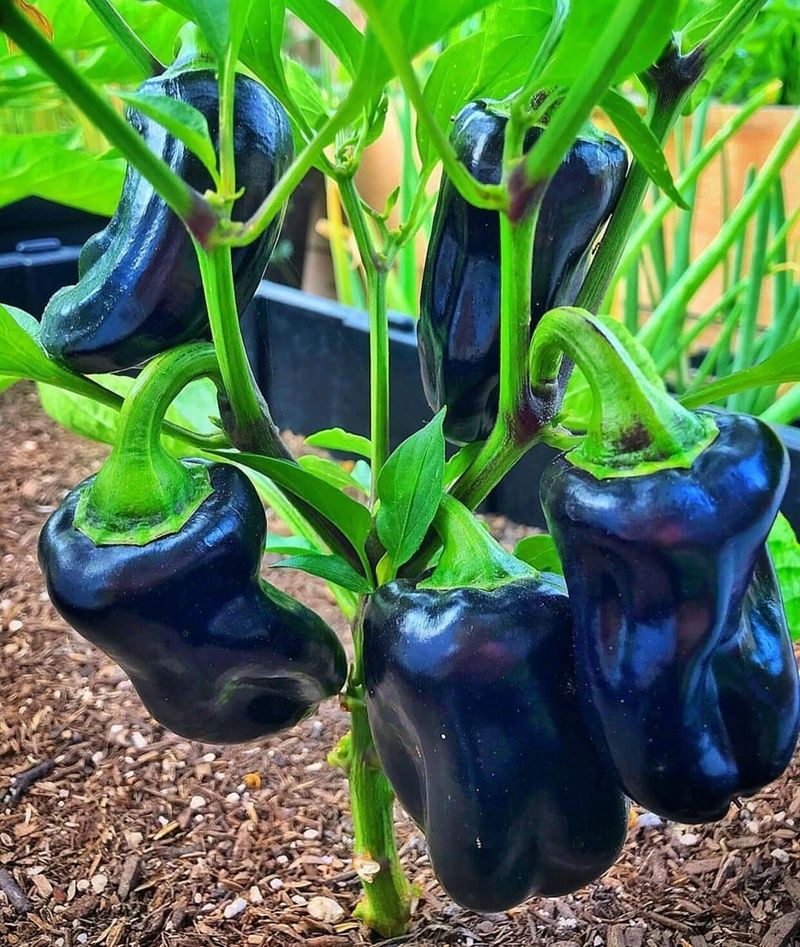 Purple Beauty