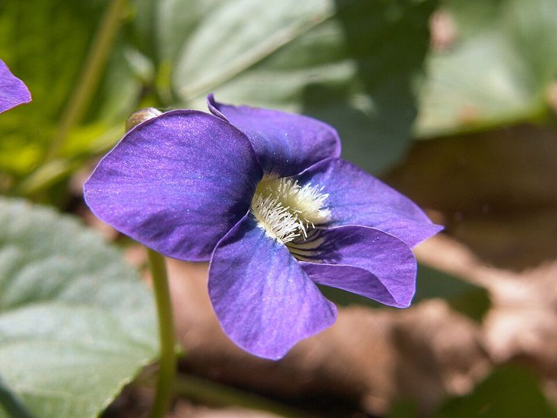 Purple-Blue Blooms Appear Before The Grass Even Greens Up Purple-Blue Blooms Appear Before The Grass Even Greens Up