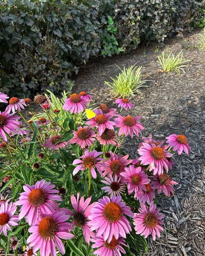 Purple Coneflower 