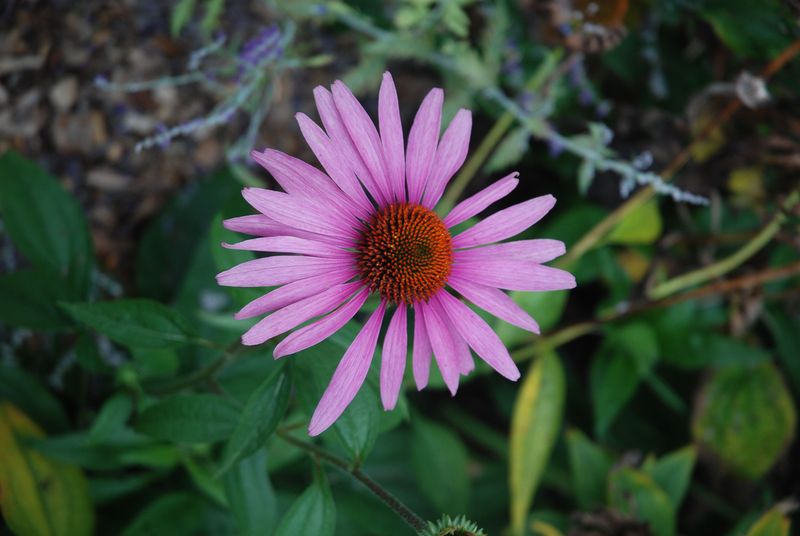 Purple Coneflower Purple Coneflower