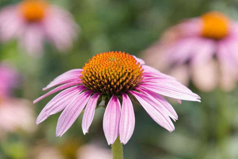 Purple Coneflower