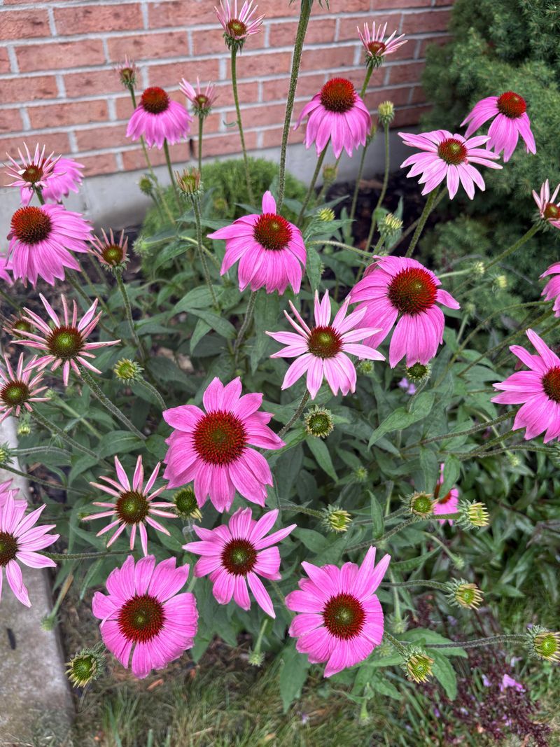 Purple Coneflower