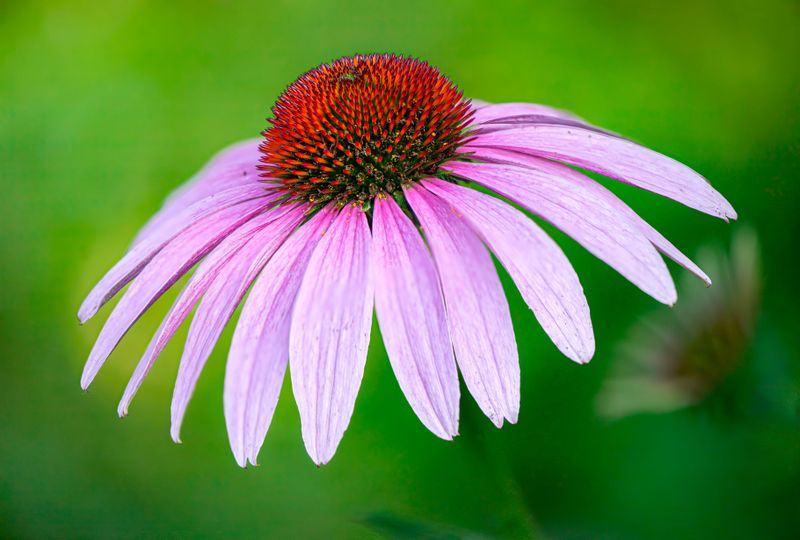 Purple Coneflower Purple Coneflower