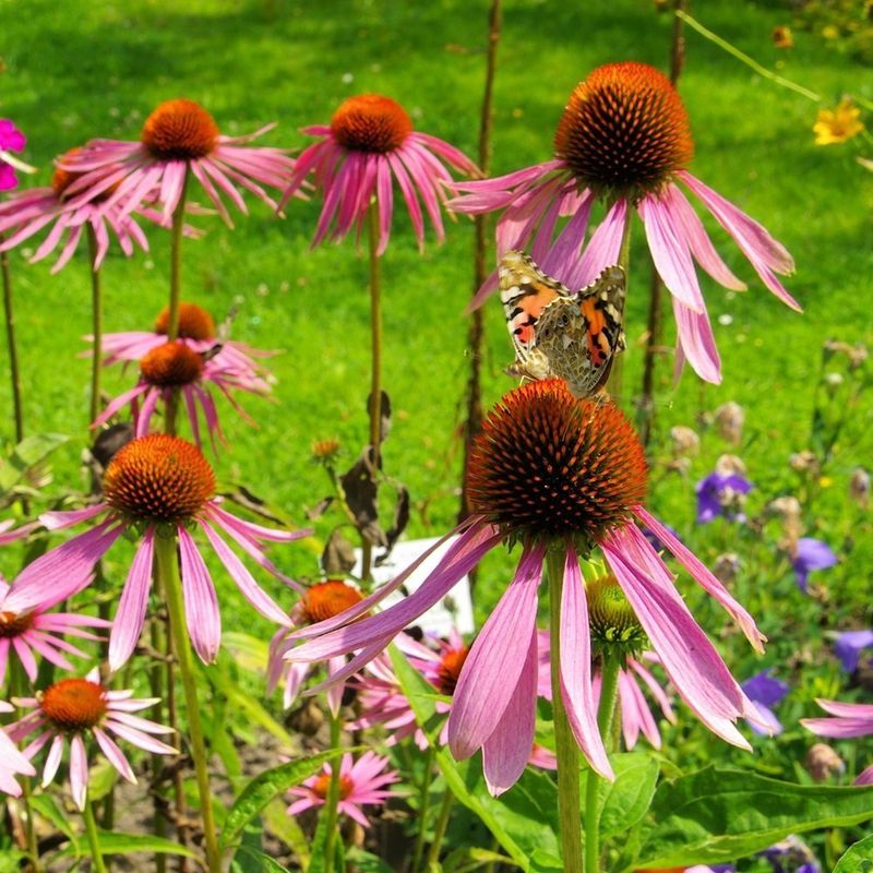 Purple Coneflower Brings Color And Pollinator Support