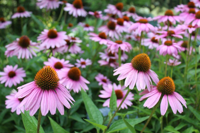 Purple Coneflower Comes Back Stronger Every Single Year