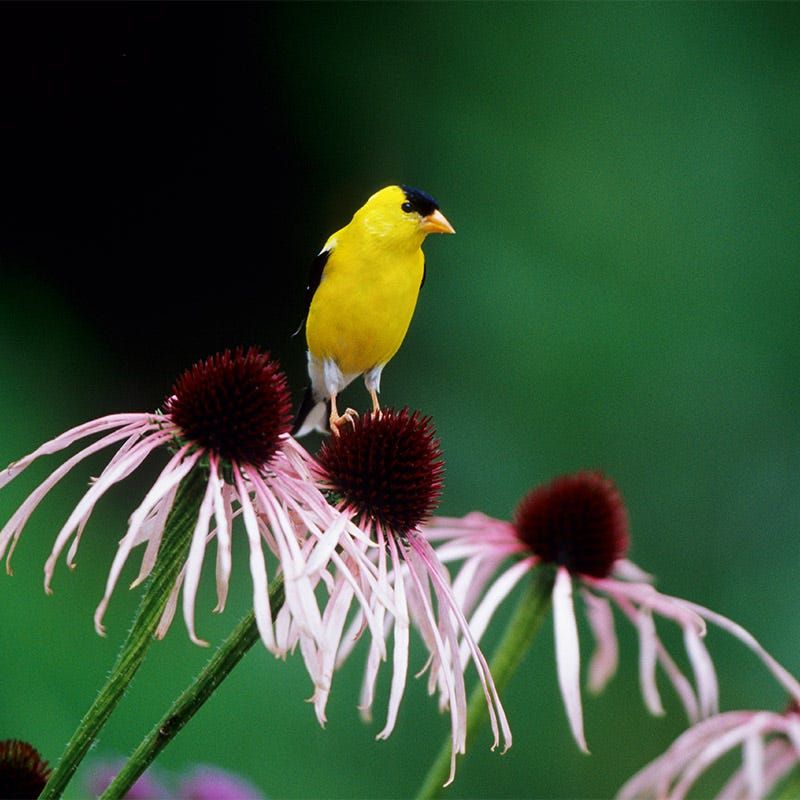 Purple Coneflower Draws Seed-Eating Birds Purple Coneflower Draws Seed-Eating Birds