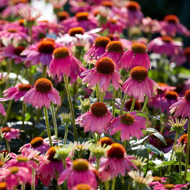 Purple Coneflower (Echinacea Purpurea)