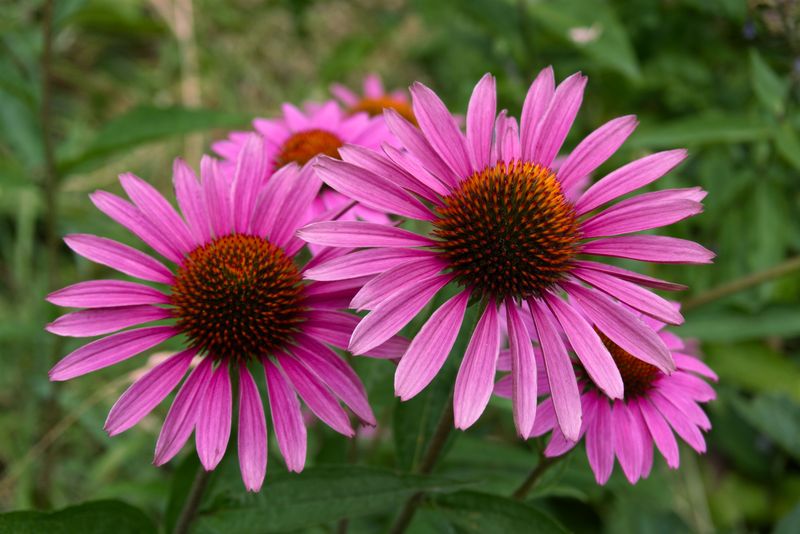 Purple Coneflower (Echinacea Purpurea)