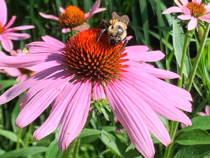 Purple Coneflower Keeps Bees Visiting Purple Coneflower Keeps Bees Visiting