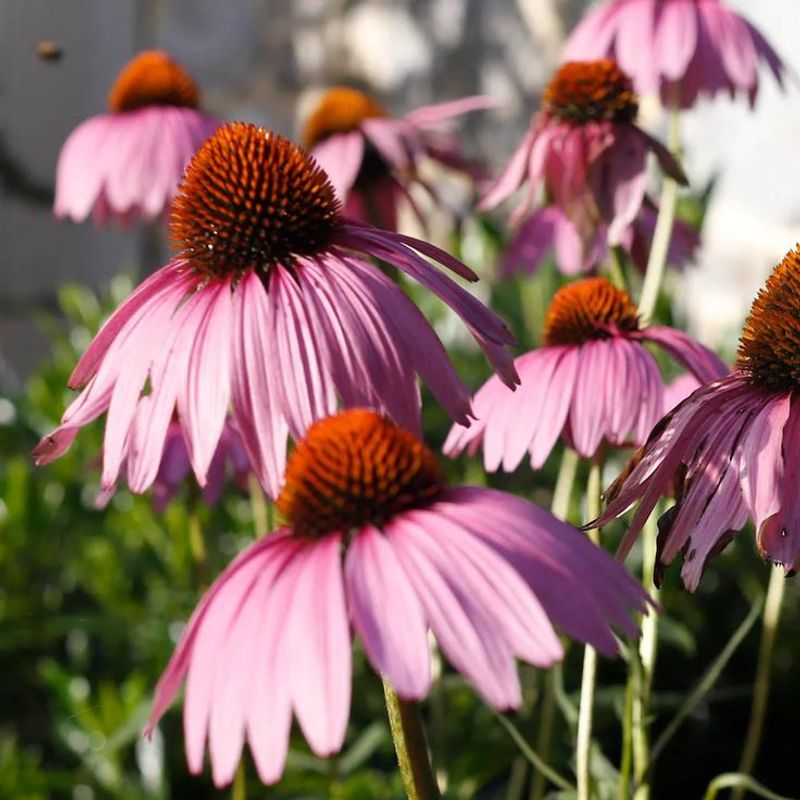 Purple Coneflower Keeps Blooming Through Summer Heat