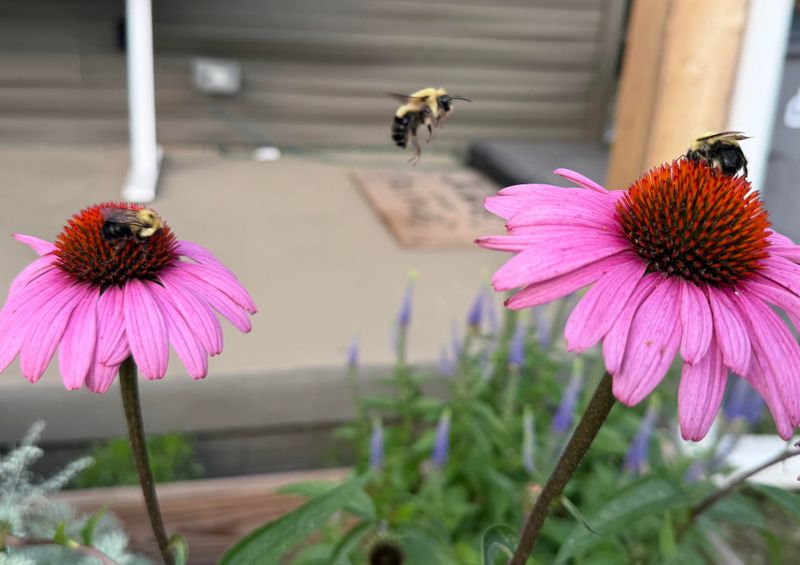 Purple Coneflower Offers Open Blooms