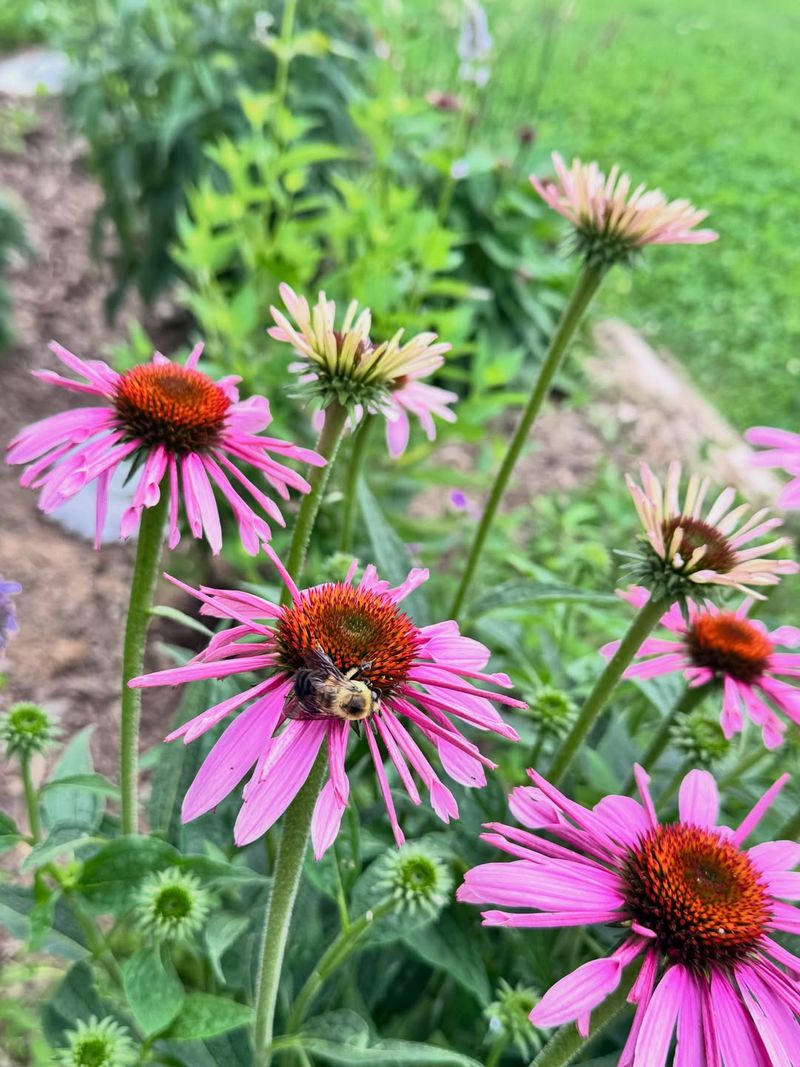 Purple Coneflower Produces Nectar Rich Blooms