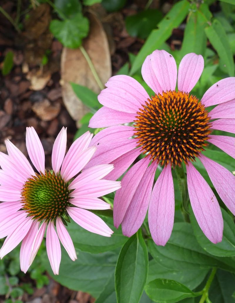 Purple Coneflower Returns Reliably Year After Year