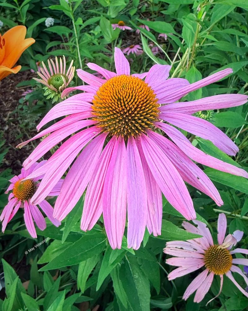 Purple Coneflower 