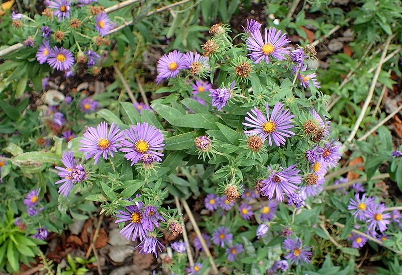 Purple Flowers Brighten Tired Beds