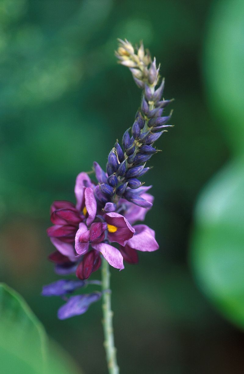 Purple Flowers Hide A Serious Invasive Problem Purple Flowers Hide A Serious Invasive Problem