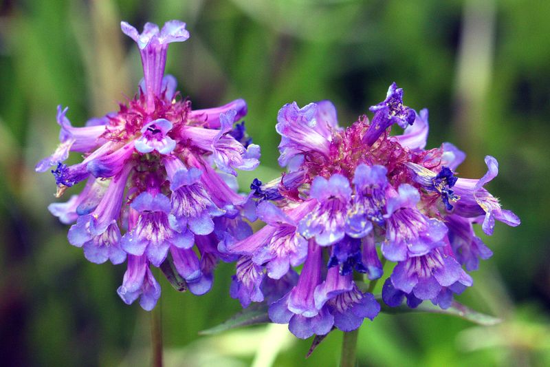 Purple Flowers Open Through Summer