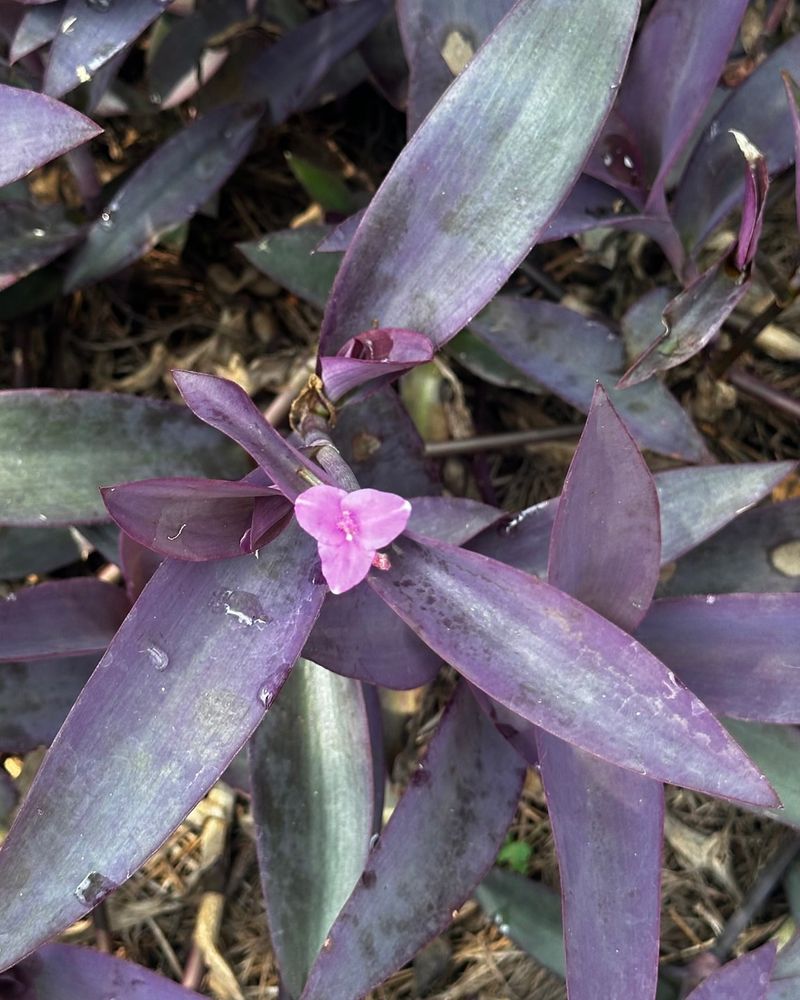 Purple Heart Develops Dense Patches Between Plantings Purple Heart Develops Dense Patches Between Plantings