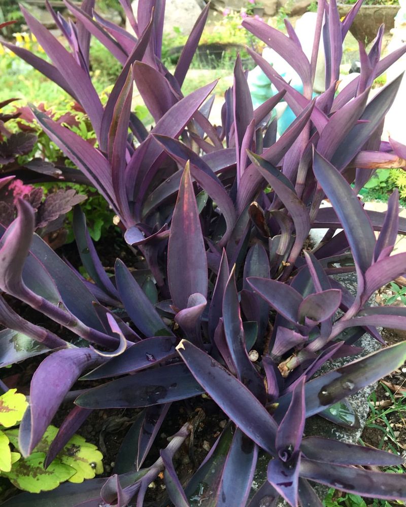 Purple Heart Purple Heart