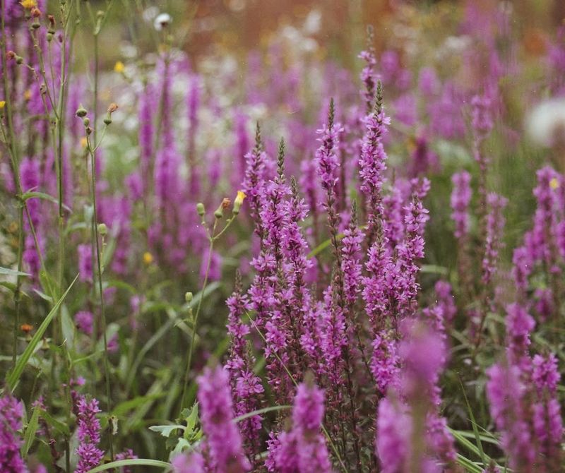 Purple Loosestrife Purple Loosestrife