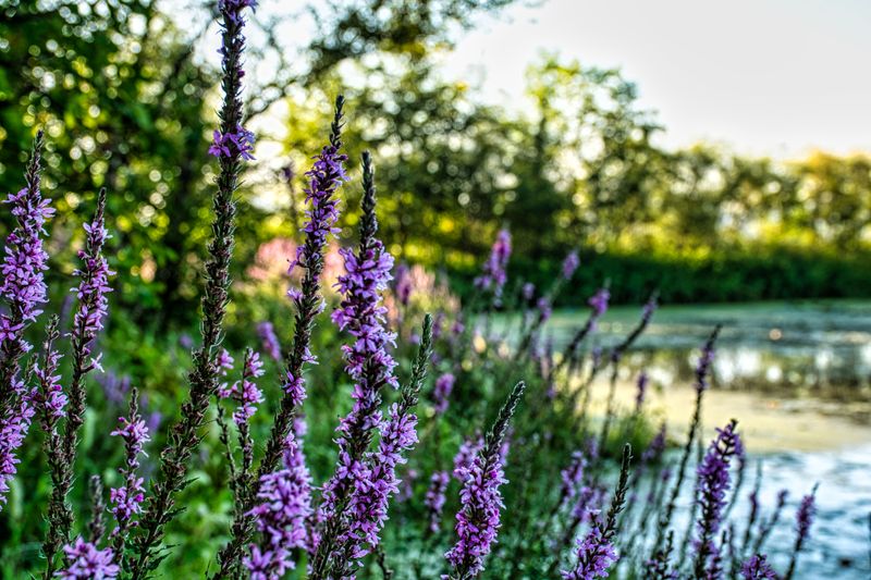 Purple Loosestrife Purple Loosestrife