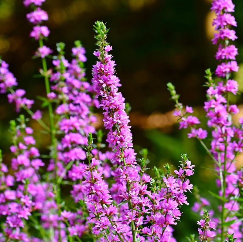 Purple Loosestrife Purple Loosestrife