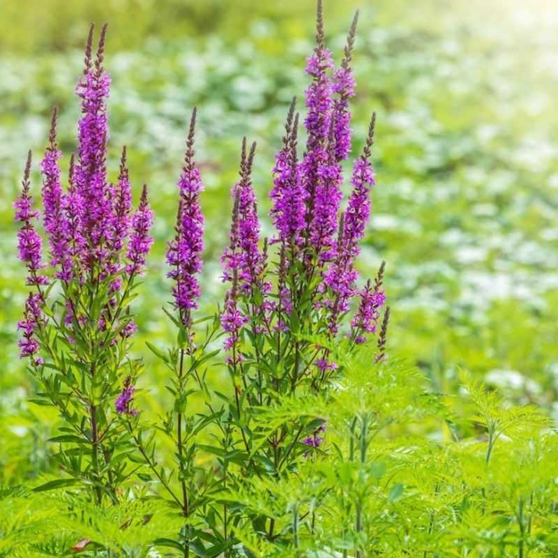 Purple Loosestrife 