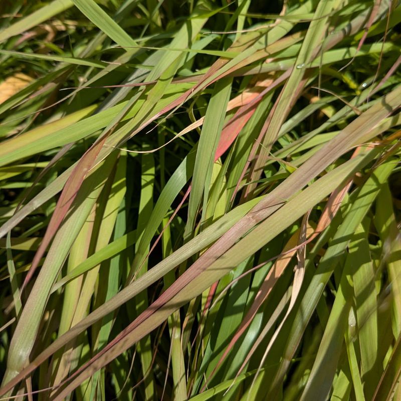 Purple Lovegrass Covers Bare Soil Naturally Purple Lovegrass Covers Bare Soil Naturally