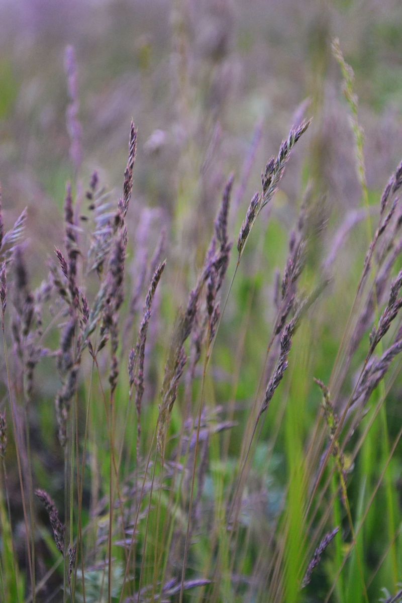 Purple Moor Grass Purple Moor Grass