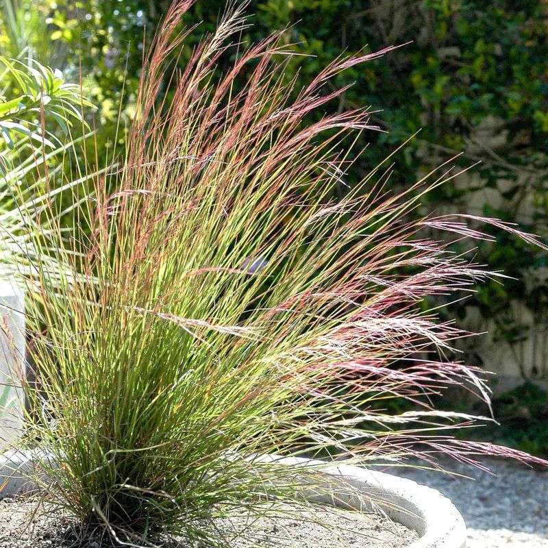 Purple Needlegrass Brings Movement Without Much Water Purple Needlegrass Brings Movement Without Much Water
