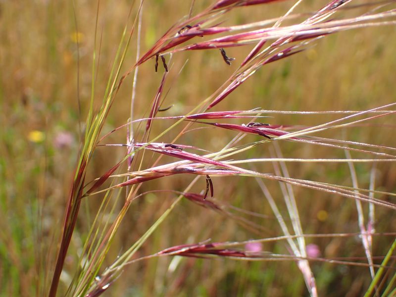Purple Needlegrass Brings Soft Movement Without The Spread