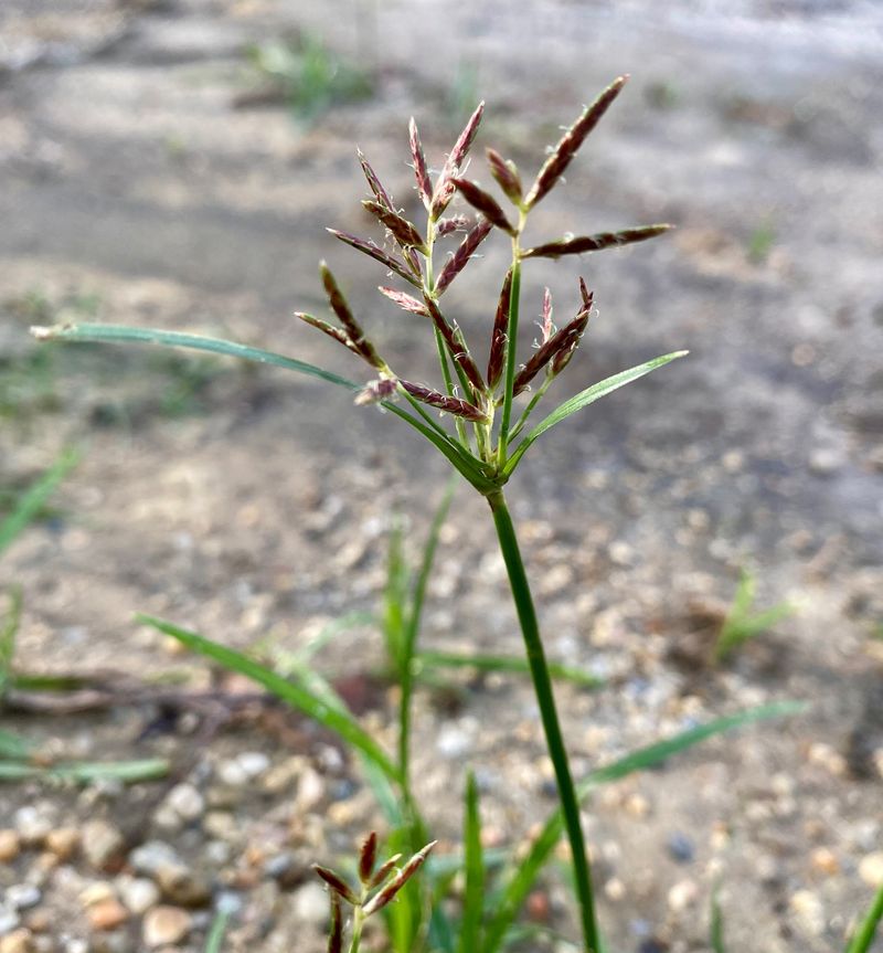 Purple Nutsedge Likes Warmer Sites