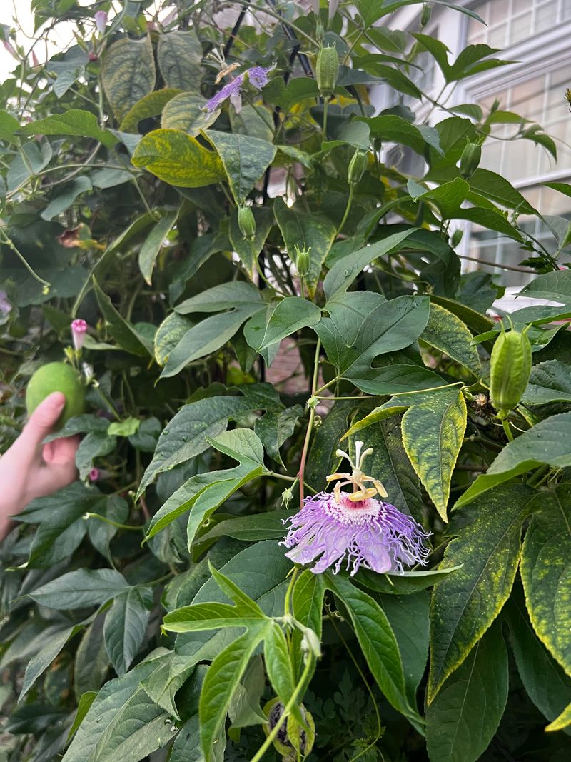 Purple Passionflower Adds Fast Summer Growth